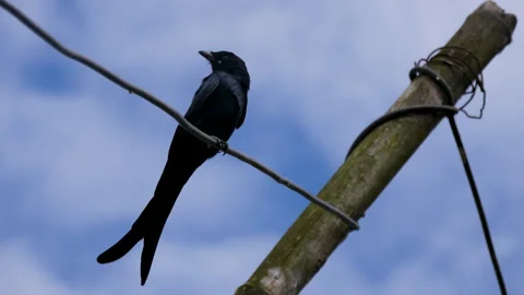 Black drongo (Dicrurus macrocercus), Asian passerine bird king crow Stock Footage 258591584