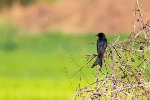 Black Drongo (Dicrurus macrocercus) on the branch on nature background. Wil.. Stock Photos