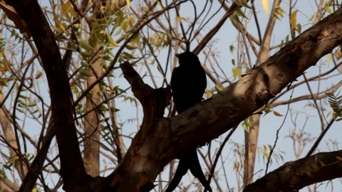 Black Drongo (Dicrurus macrocercus). Indian Birds Stock Footage 93605155
