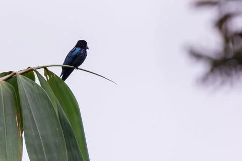 Black Drongo (Dicrurus macrocercus) in nature Stock Photos