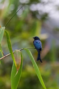 Black Drongo (Dicrurus macrocercus) in nature Foto stock