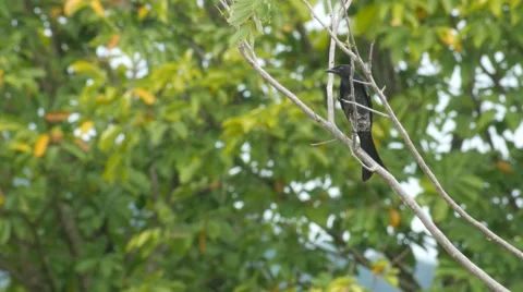 Black drongo with dragonfly around Stock Footage 68998729