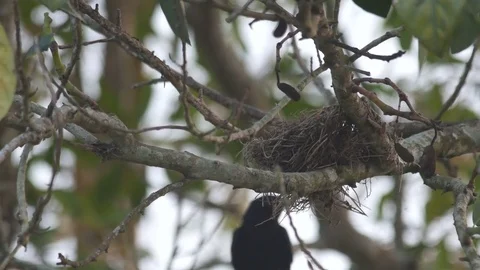 Black drongo feed its offspring on the nest Stock Footage 76080502