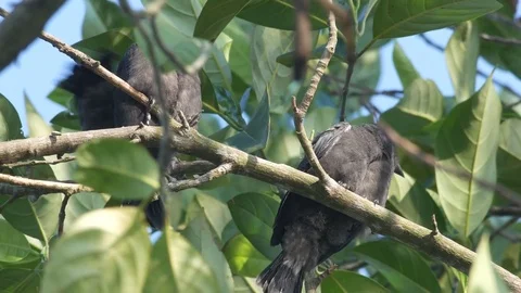 Black drongo is feeding the  offspring Stock Footage 76437452