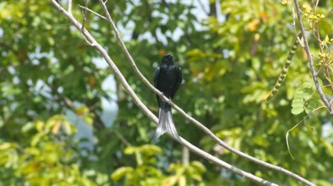 Black drongo flying and returning to the same location Stock Footage 68999654
