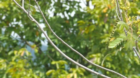 Black drongo flying and returning to the same location Stock Footage 68999703