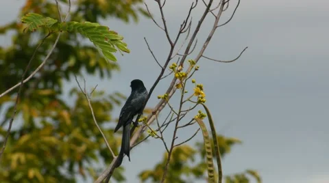 Black drongo flying away Stock Footage 68999437