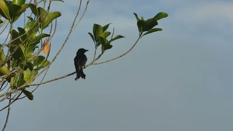 Black Drongo flying away Stock Footage 109418171