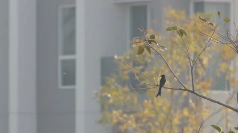 Black drongo flying from the tree branch Stock Footage 62092027