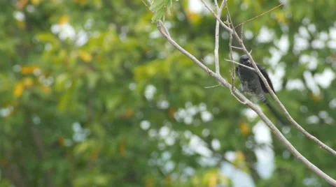 Black drongo flying from the tree branch Stock Footage 68588276