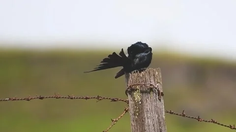 Black drongo Stock-Footage 244113142