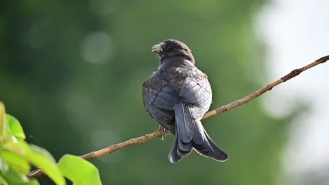 Black drongo Stock Footage 281431838