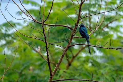Black Drongo in the forest Stock Photos