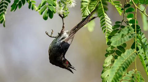 Black Drongo Hanging 스톡 사진