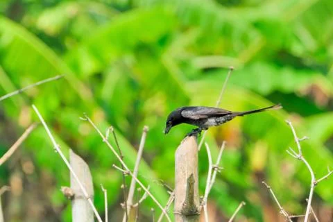 Black Drongo with it's Catch Stock Photos