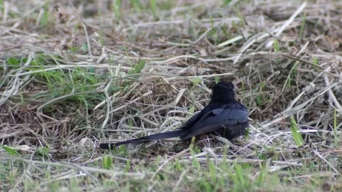 Black drongo laying on the ground and fly Stock Footage 72392954
