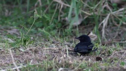 Black drongo laying on the ground Stock Footage 72392971