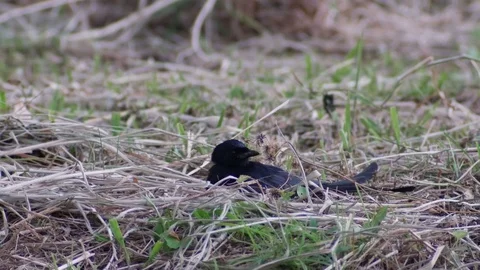 Black drongo laying on the ground Stock Footage 72393154