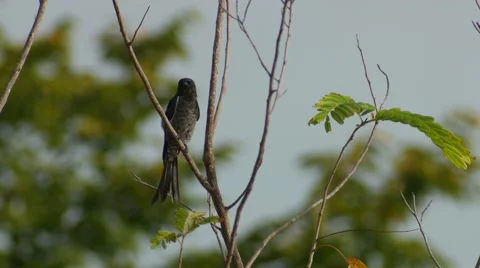 Black drongo looking around and flying Stock Footage 68173725