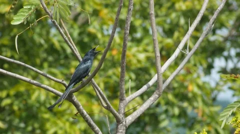 Black Drongo making voice on the tree Stock Footage 68999224
