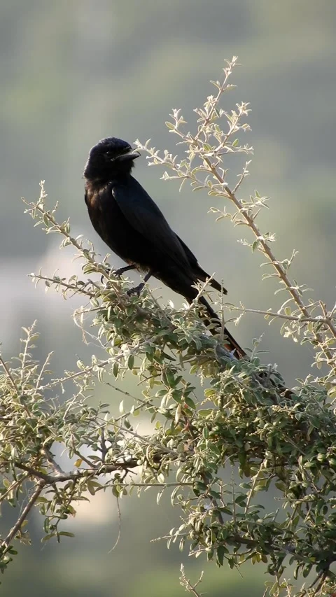 The Black Drongo Observing- 4k Vertical Footage Video stock 337963719