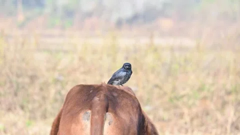 A Black drongo or Dicrurus macrocercus bird perches on the back of a cow. 库存影片 331179017
