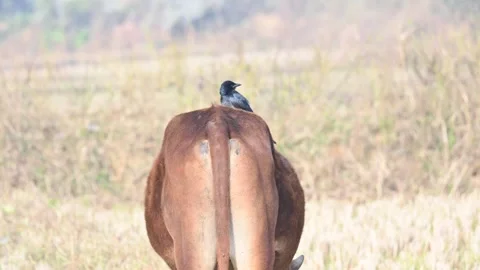 A Black drongo or Dicrurus macrocercus bird perches on the back of a cow. Stock-Footage 331179048