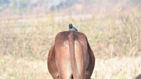 A Black drongo or Dicrurus macrocercus bird perches on the back of a cow. Stock-Footage 331179049