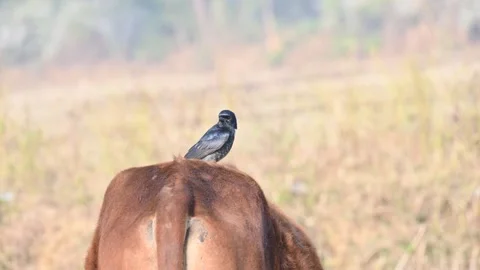 A Black drongo or Dicrurus macrocercus bird perches on the back of a cow. Stock-Footage 331179050