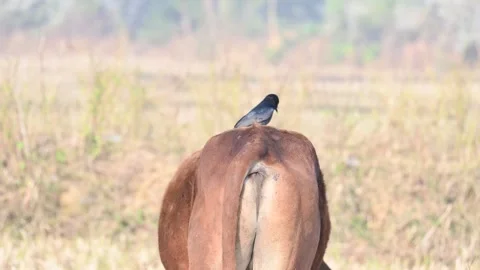 A Black drongo or Dicrurus macrocercus bird perches on the back of a cow. Stock-Footage 331179055