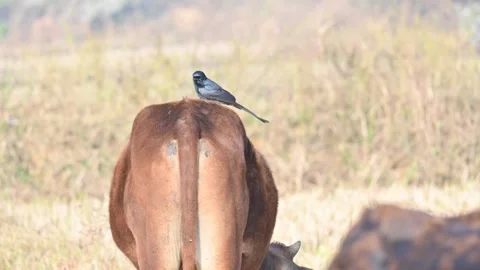 A Black drongo or Dicrurus macrocercus bird perches on the back of a cow. Stock-Footage 331179073