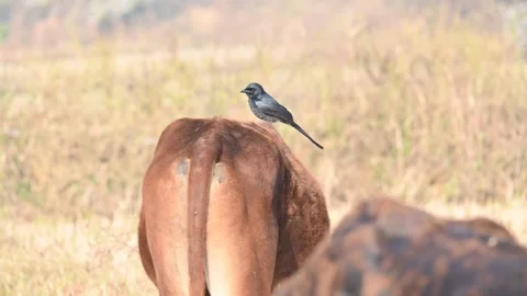 A Black drongo or Dicrurus macrocercus bird perches on the back of a cow. 库存影片 331179079
