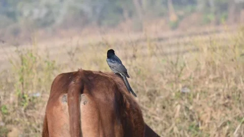 A Black drongo or Dicrurus macrocercus bird perches on the back of a cow. 库存影片 331237231