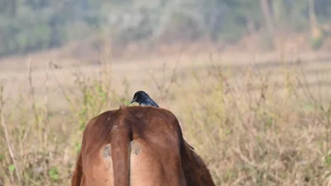 A Black drongo or Dicrurus macrocercus bird perches on the back of a cow. Stock-Footage 331237236