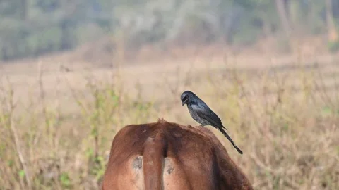 A Black drongo or Dicrurus macrocercus bird perches on the back of a cow. 库存影片 331237244