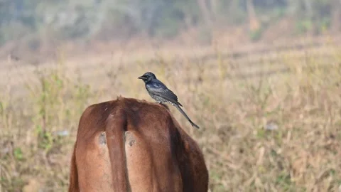 A Black drongo or Dicrurus macrocercus bird perches on the back of a cow. Stock Footage 331237245
