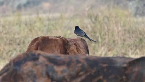 A Black drongo or Dicrurus macrocercus bird perches on the back of a cow. Stock Footage 331237285