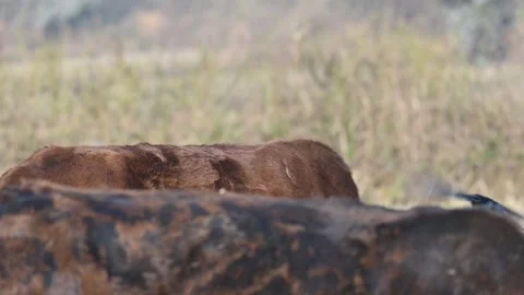 A Black drongo or Dicrurus macrocercus bird perches on the back of a cow. 库存影片 331237300