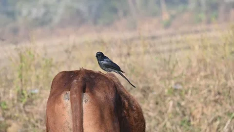 A Black drongo or Dicrurus macrocercus bird perches on the back of a cow. 库存影片 331237301