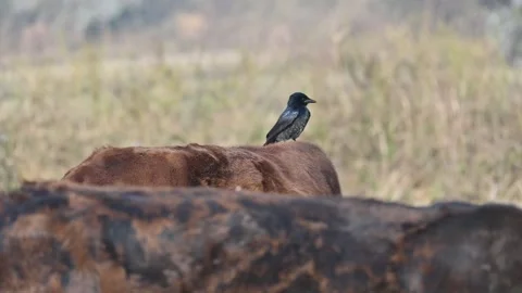 A Black drongo or Dicrurus macrocercus bird perches on the back of a cow. Stock-Footage 331237302