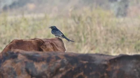A Black drongo or Dicrurus macrocercus bird perches on the back of a cow. Stock Footage 331237303