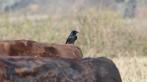 A Black drongo or Dicrurus macrocercus bird perches on the back of a cow. 库存影片 331237352