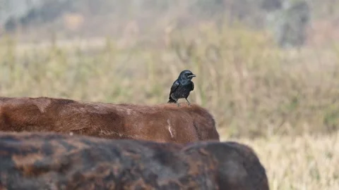 A Black drongo or Dicrurus macrocercus bird perches on the back of a cow. 库存影片 331237354