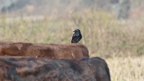 A Black drongo or Dicrurus macrocercus bird perches on the back of a cow. 库存影片 331237380