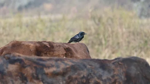 A Black drongo or Dicrurus macrocercus bird perches on the back of a cow. Stock Footage 331237382
