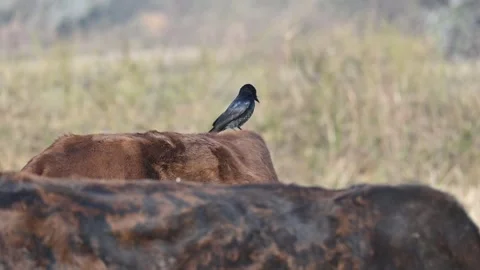 A Black drongo or Dicrurus macrocercus bird perches on the back of a cow. Stock Footage 331237383