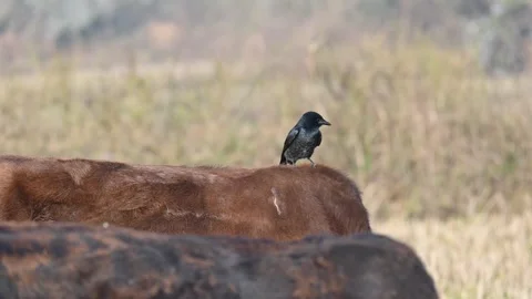 A Black drongo or Dicrurus macrocercus bird perches on the back of a cow. Stock-Footage 331237399
