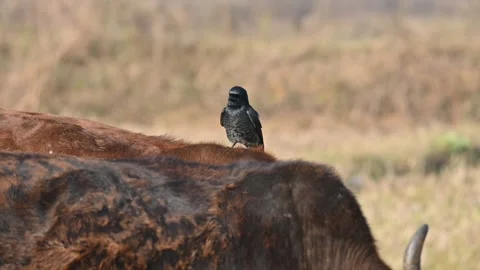 A Black drongo or Dicrurus macrocercus bird perches on the back of a cow. Stock-Footage 331237408