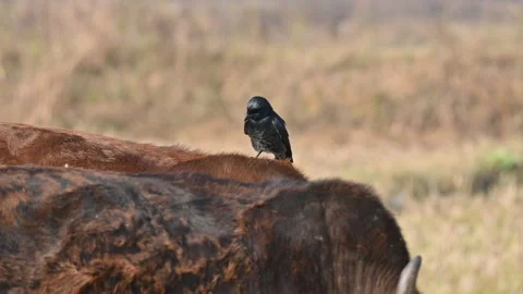 A Black drongo or Dicrurus macrocercus bird perches on the back of a cow. Stock Footage 331237413