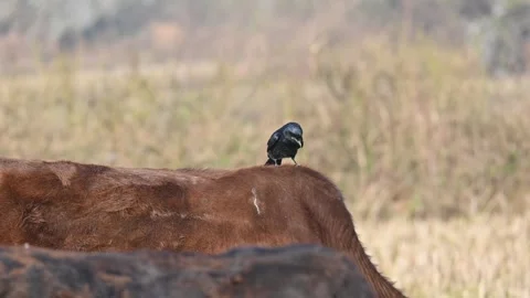 A Black drongo or Dicrurus macrocercus bird perches on the back of a cow. Stock Footage 331237415
